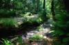 St Nectans Glen, Cornwall