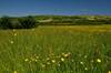 Fields near Trevinnick, St Kew