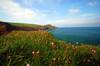 Coastline at Crackington Haven