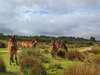Conservation grazing on Goss Moor