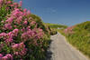 Valerian Flowers at St Mawgan