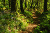 Snowdrops next to Mill Race, near Lavethan