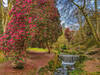 Rhododendrons at Menacuddle Well