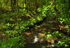 the River Menalhyl, Cornwall