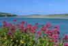 Camel Estuary