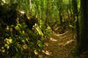 Woodland in the West Looe Valley