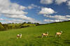 Fields at North Petherwin