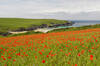 Poppy fields at West Pentire