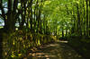 Tree-lined track from St Breward Church