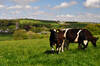 Wadebridge, Cornwall