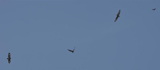 4 buzzards over Penhargard