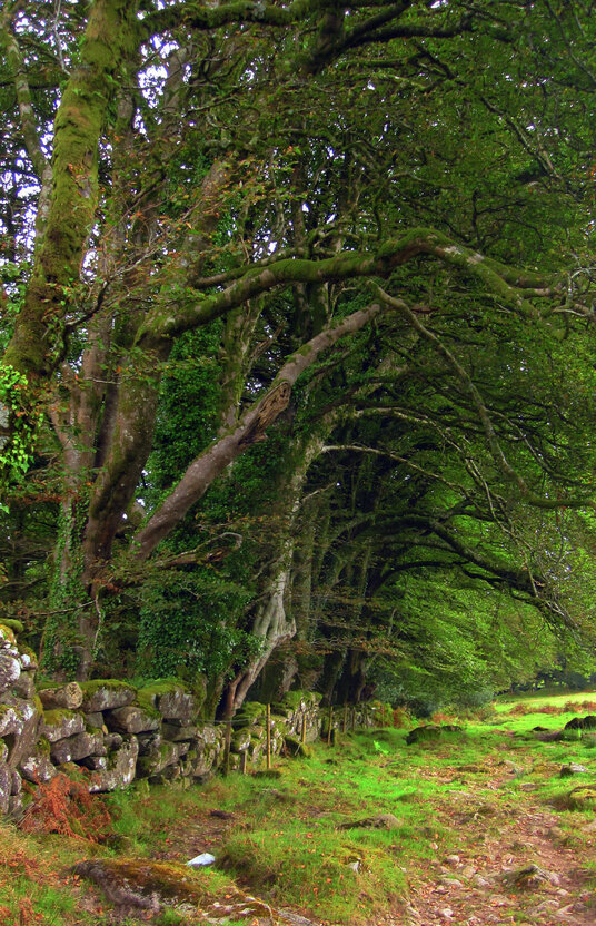 Footpath near the Allabury hillfort
