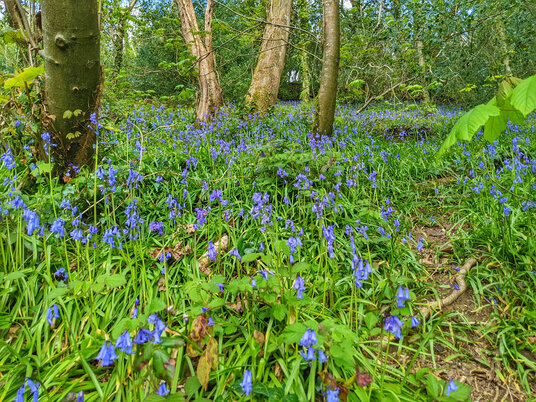 Bluebells in the Allen Valley