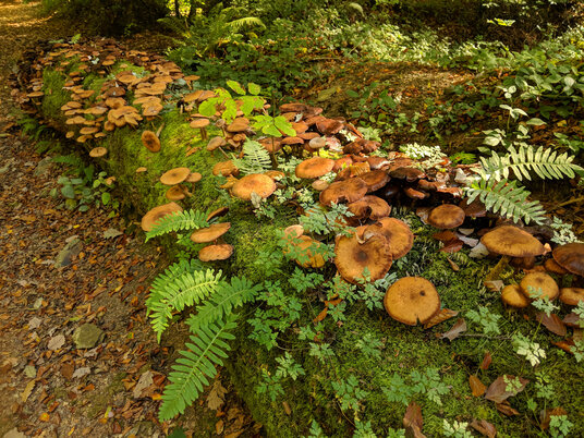 Fallen Tree in the Allen Valley