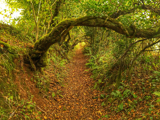 Footpath from Altarnun