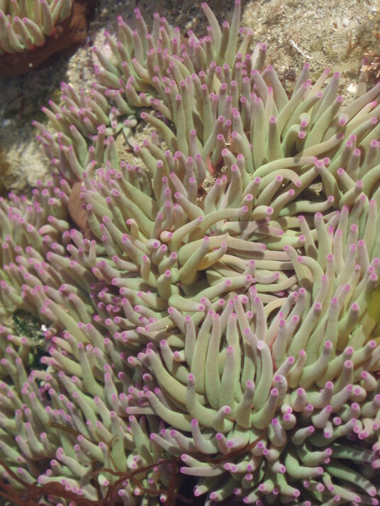 Snakelocks anemone in the rockpools at Lundy Bay
