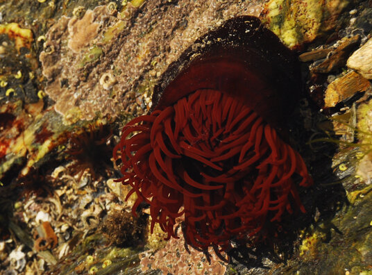 Anemone in a rockpool at Messack Point