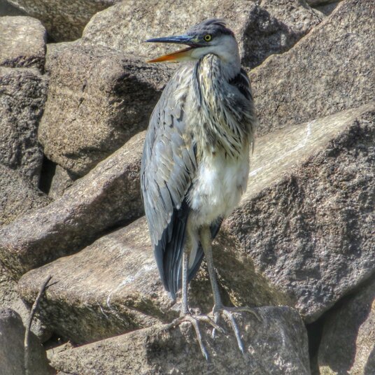 Heron on Argal Reservoir