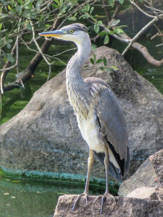 Heron on Argal Reservoir
