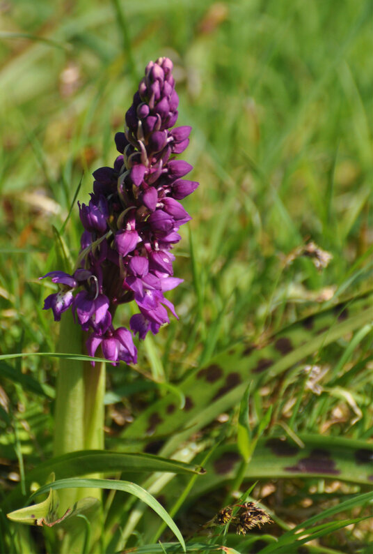 Orchid beside Argal Lake