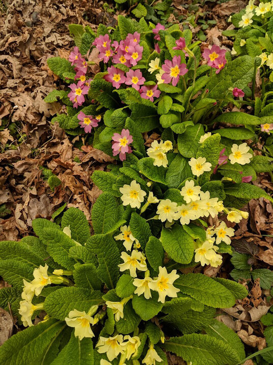 Primroses at Argal Lake