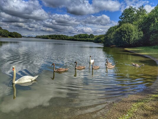 Swans on Argal Reservoir