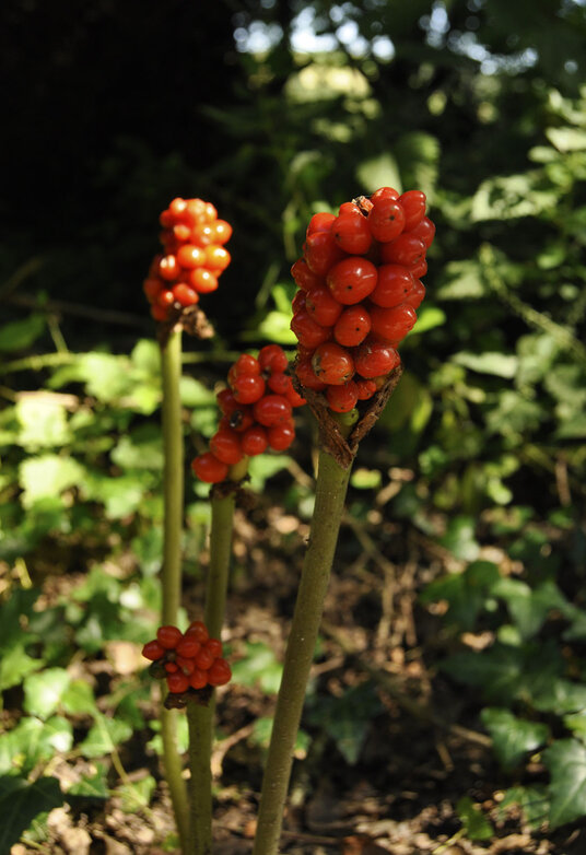 Berries of the Arum Lily near Fairy Cross