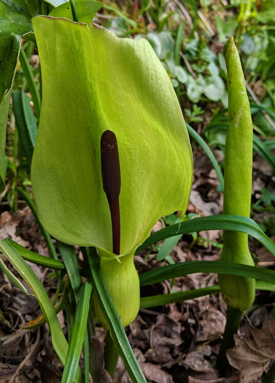 Arum Lily
