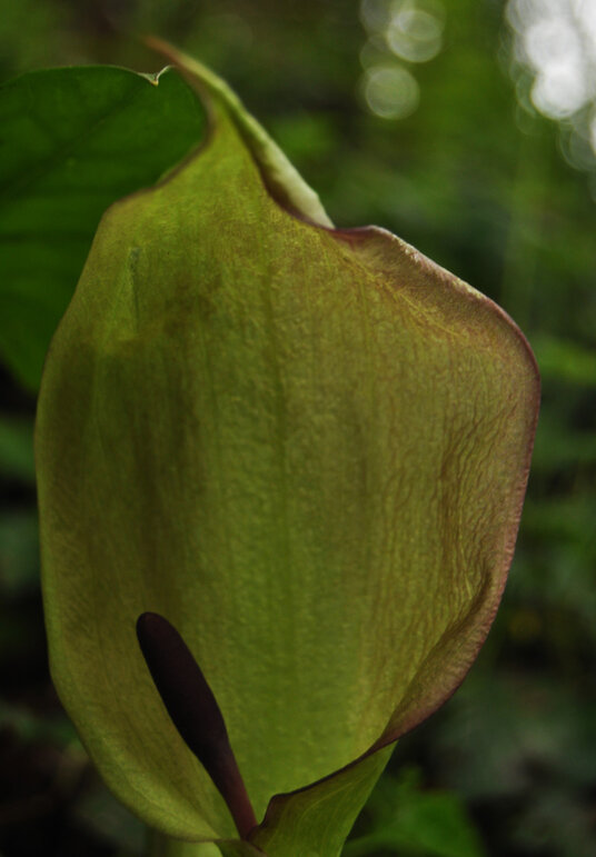 Arum lily beside the footpath