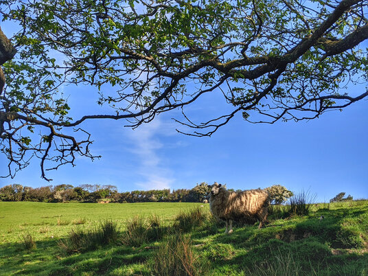 Fields below Ashbury Fort