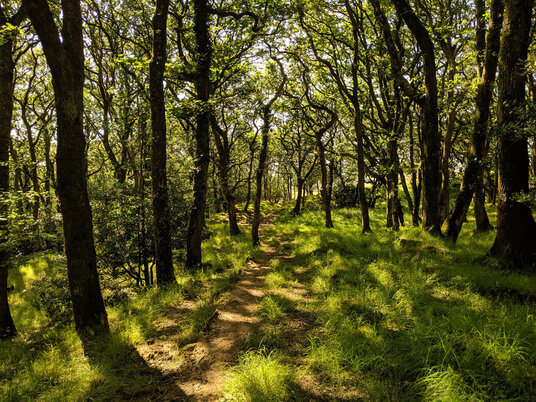 Woods near Ashbury Farm
