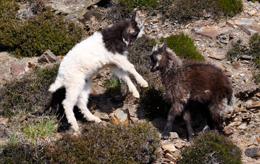 Goats on the coast near The Strangles