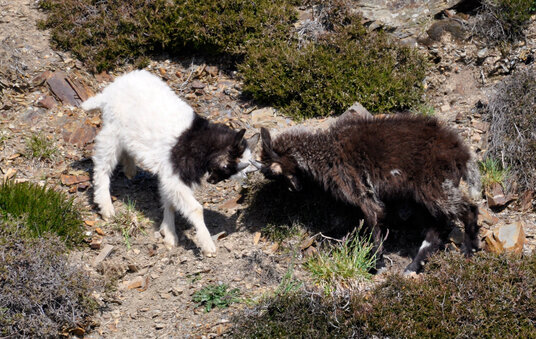 Young goats sparring on the cliffs near Crackington Haven
