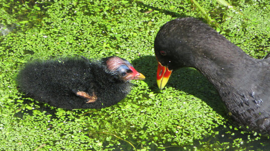 Moorhens