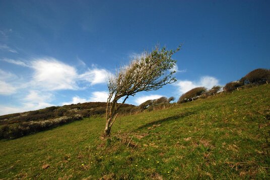 Windswept tree at Backways Cove
