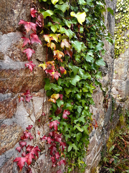 Ivy on the clay dry at Baker's Pit