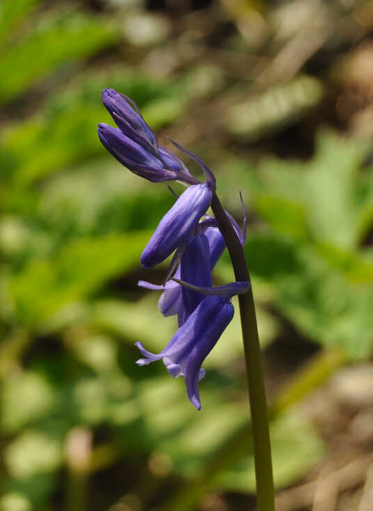 Bluebell in Banns Vale