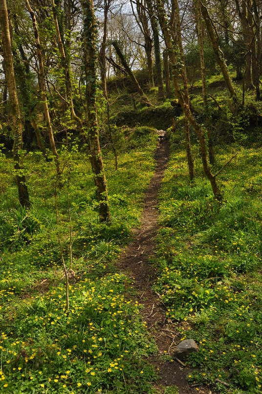 Celandines in Banns Vale
