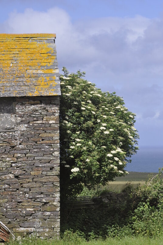 Elderflowers in Treligga