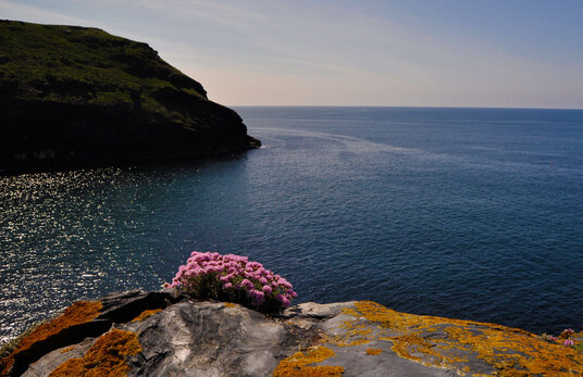 Sea pinks on Barras Nose