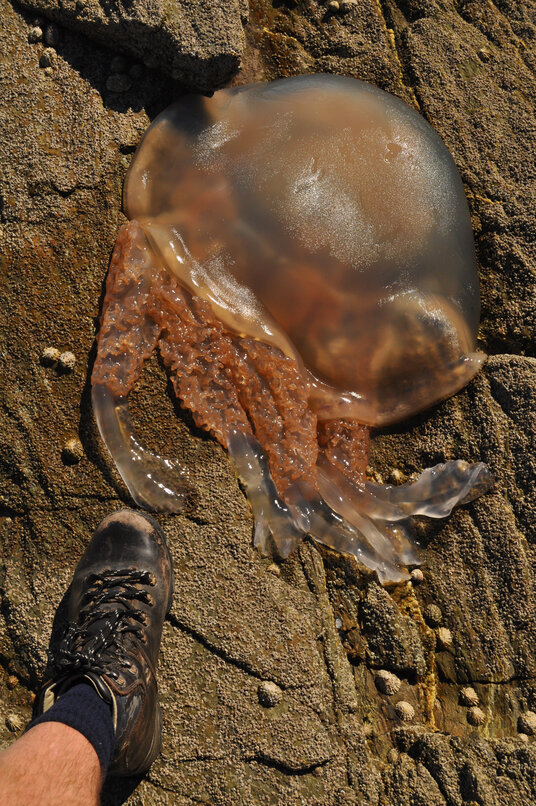 Stranded Barrel Jellyfish