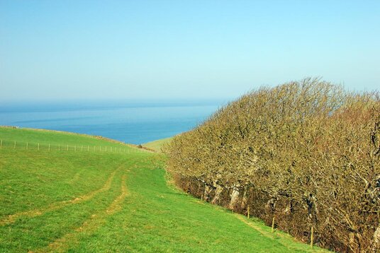 Copse above Barrett's Zawn