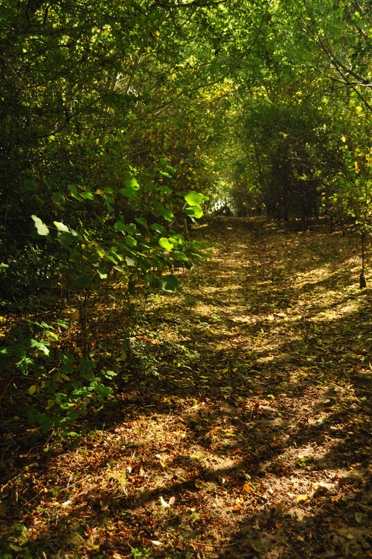 Barton Millennium Wood