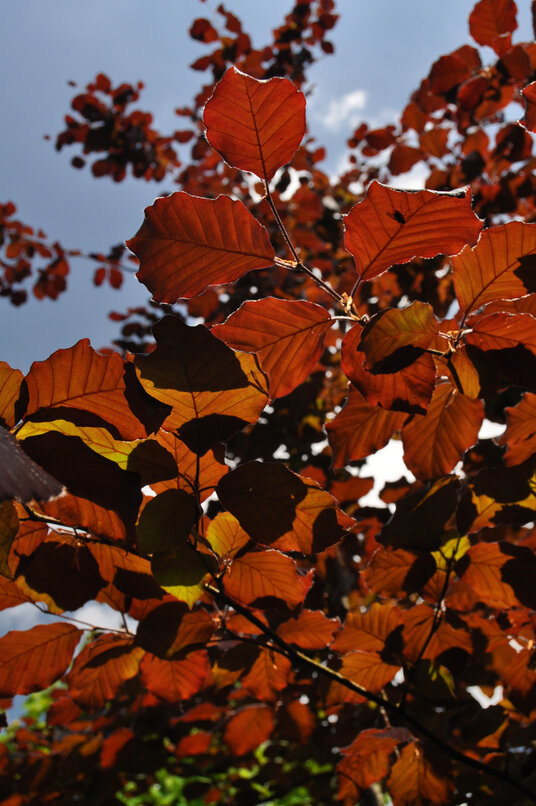 Copper beech leaves in Barton Wood