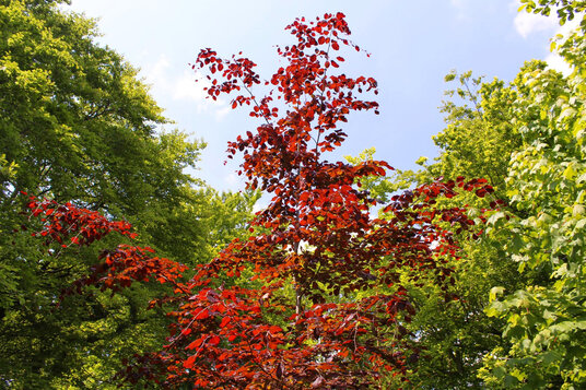 Trees in Barton Wood