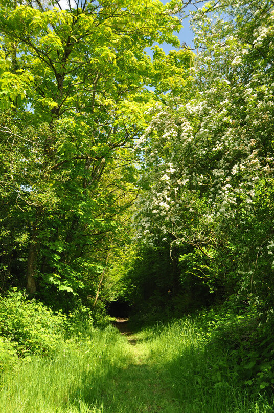 Path through Barton Wood