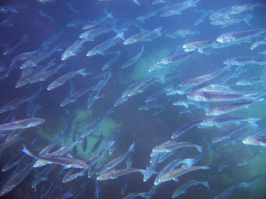 Shoal of Bass at Hole Beach