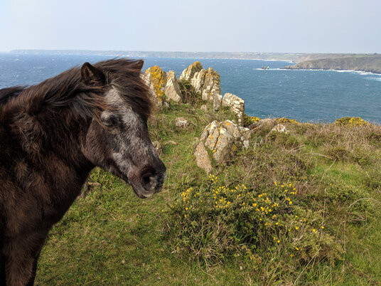 Pony on Beagles Point