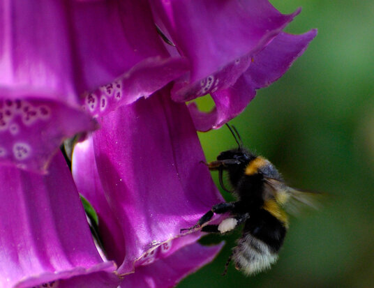 Bee on foxgloves by the lane