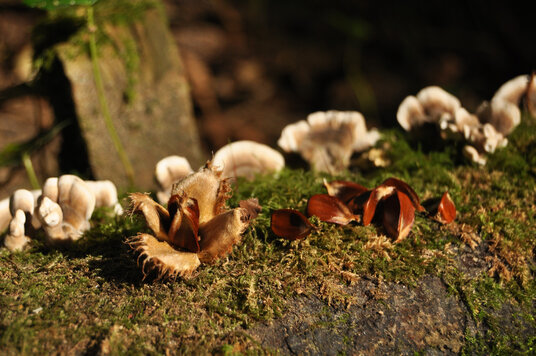 Beech nuts in the woods at Pont